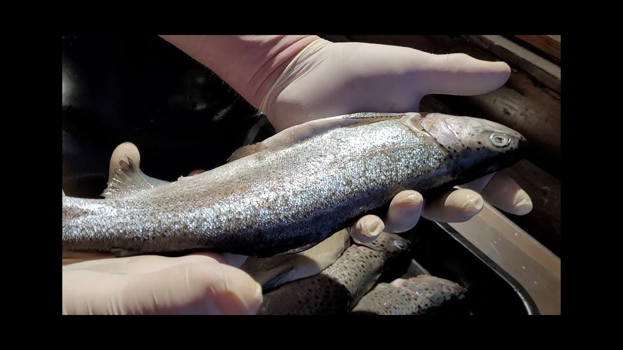 Forellen räuchern im Borniak Räucherofen.🤌🤌